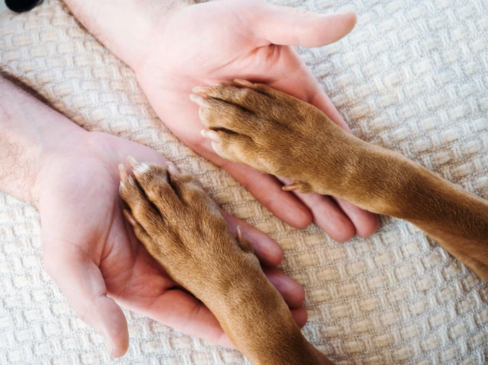 pattes de chiens dans des mains