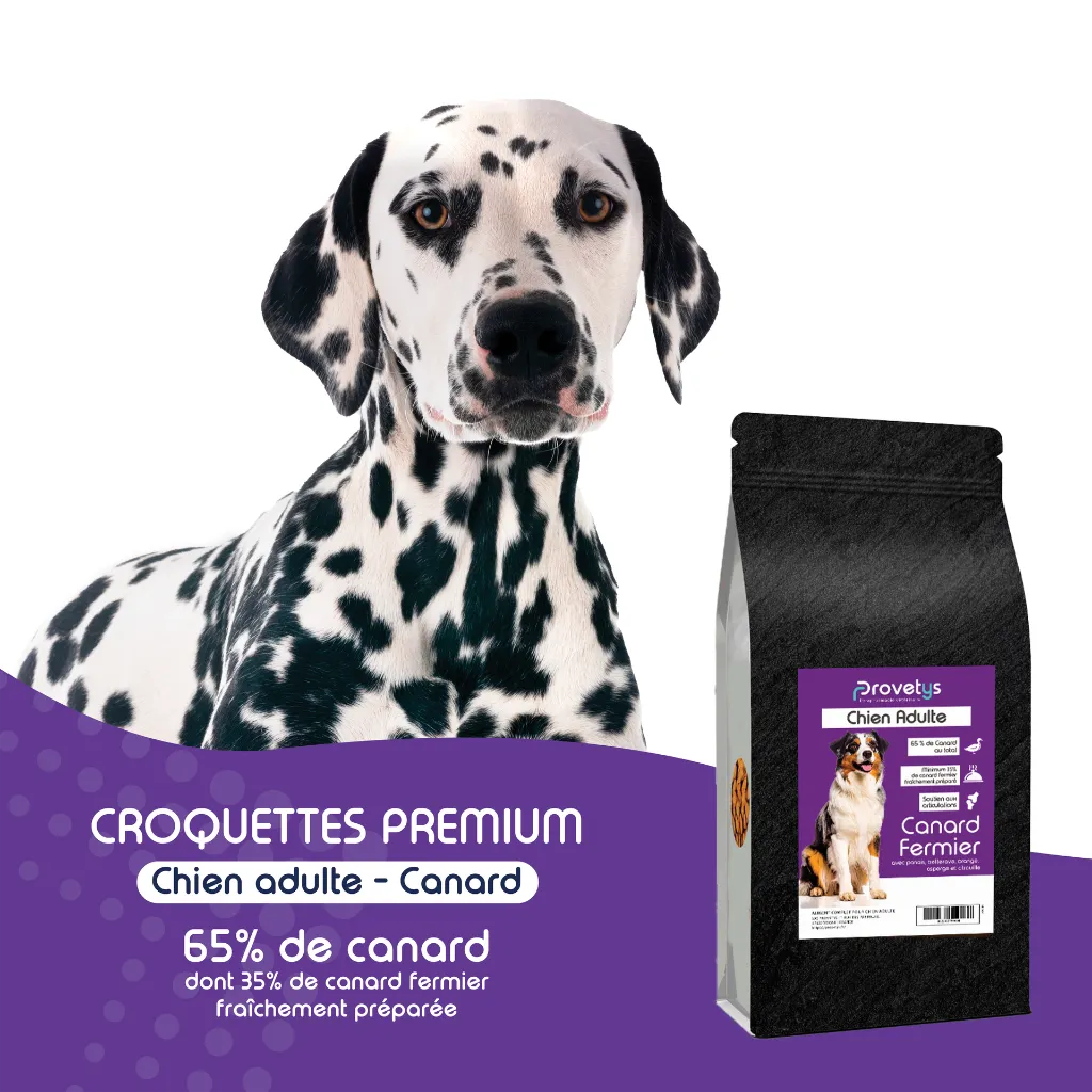 CHIEN - canard-1.webp