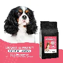 CHIEN PETIT - saumon-1.webp