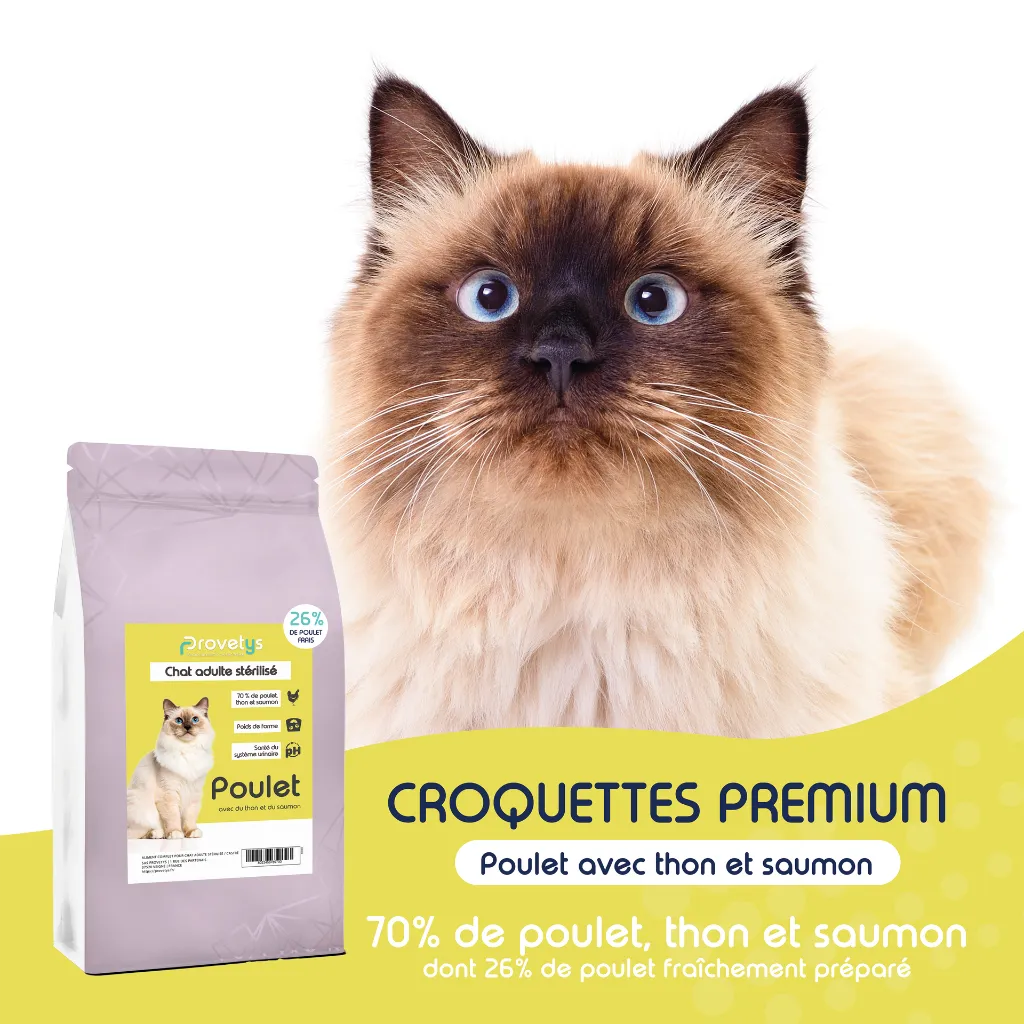 CHAT -  POULET-1.webp