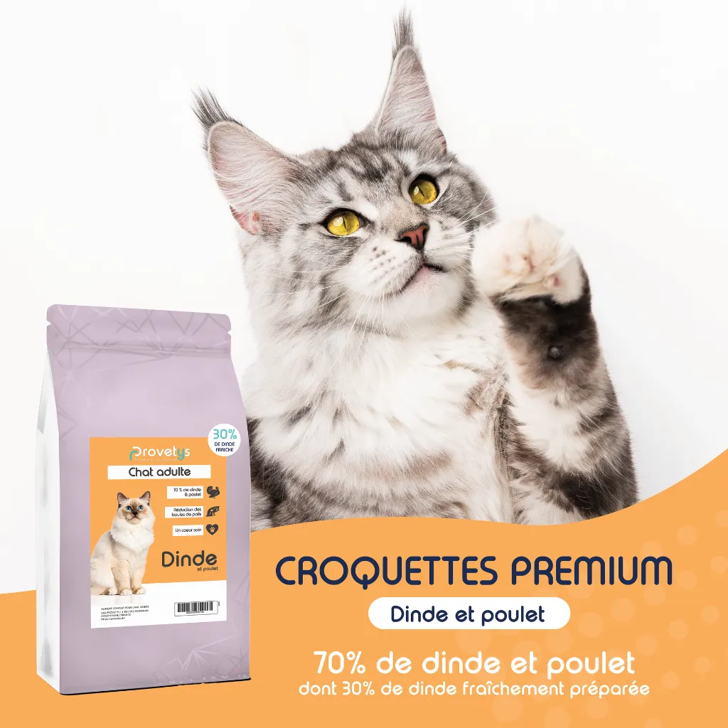 CHAT -  DINDE-1.webp