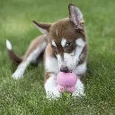 kong-chiot-easy-treat (1).webp