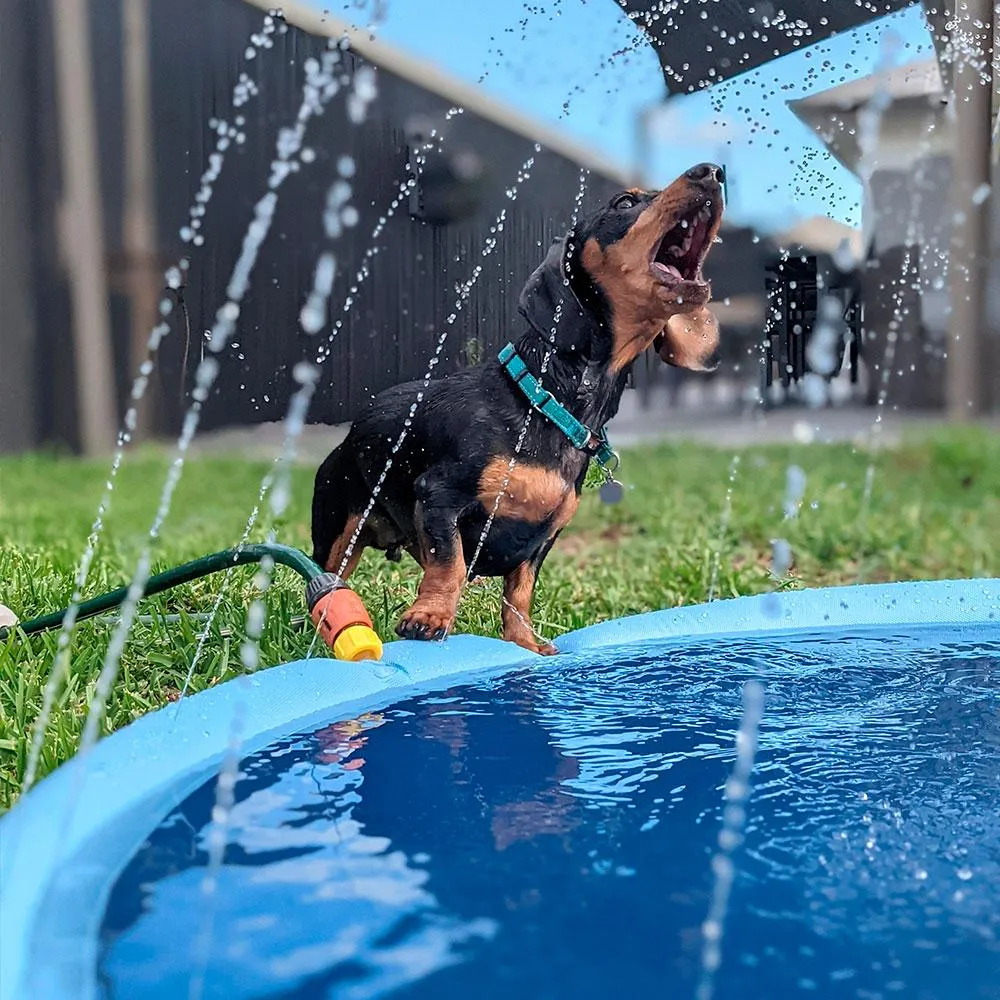 Piscine-pour-chien-jouet.webp