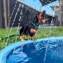 Piscine-pour-chien-jouet.webp