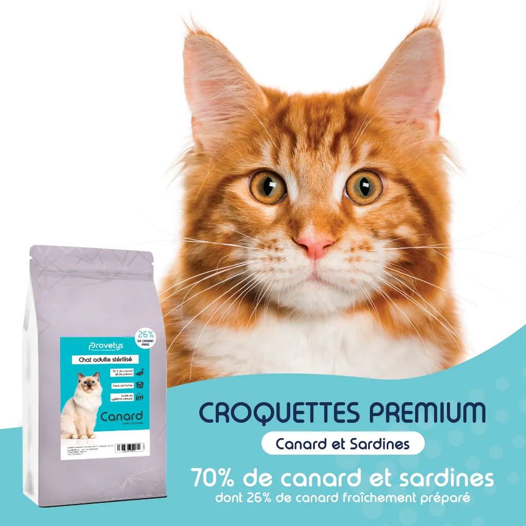 CHAT -  CANARD-1.webp