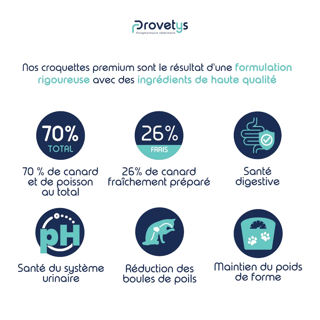 CHAT -  CANARD-3.webp